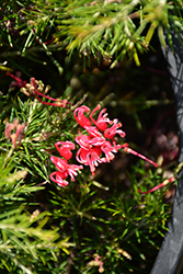 Scarlet Sprite Grevillea (Grevillea 'Scarlet Sprite') at Lakeshore Garden Centres