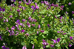 Petite Butterfly Sweet Pea Shrub (Polygala fruticosa 'Petite Butterfly') at A Very Successful Garden Center