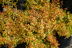 Sunrise Abelia (Abelia x grandiflora 'Sunrise') at Stonegate Gardens
