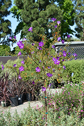 Mood Indigo Lilac Hibiscus (Alyogyne huegelii 'Mood Indigo') at Lakeshore Garden Centres
