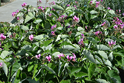 Heartleaf Geranium (Pelargonium cordifolium) at A Very Successful Garden Center