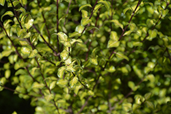 Harley Botanica Kohuhu (Pittosporum tenuifolium 'Harley Botanica') at Stonegate Gardens
