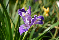 Douglas Iris (Iris douglasiana) at A Very Successful Garden Center