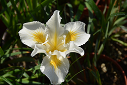 Canyon Snow Iris (Iris x douglasiana 'Canyon Snow') at Stonegate Gardens