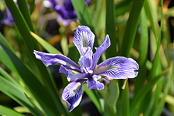 Benitoite Blue Iris (Iris x douglasiana 'Benitoite Blue') at Lakeshore Garden Centres
