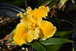 Gold Special Iris (Iris x douglasiana 'Gold Special') at A Very Successful Garden Center