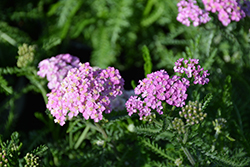 Crazy Little Thing Yarrow (Achillea 'Crazy Little Thing') at Stonegate Gardens