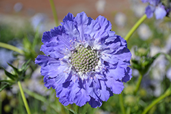 Fama Blue Pincushion Flower (Scabiosa caucasica 'Fama Blue') at Lakeshore Garden Centres