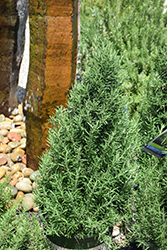 Tuscan Blue Rosemary (Rosmarinus officinalis 'Tuscan Blue') at A Very Successful Garden Center