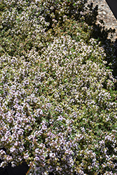 Rose Williams Thyme (Thymus 'Rose Williams') at A Very Successful Garden Center