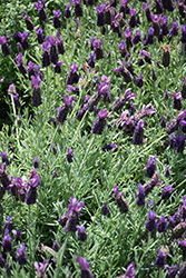 Javelin Compact Purple Lavender (Lavandula stoechas 'Javelin Compact Purple') at Lakeshore Garden Centres