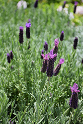 Winter Bee Lavender (Lavandula stoechas 'Winter Bee') at A Very Successful Garden Center
