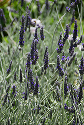 Goodwin Creek Gray Lavender (Lavandula x ginginsii 'Goodwin Creek Gray') at A Very Successful Garden Center