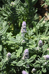 French Lavender (Lavandula dentata) at A Very Successful Garden Center