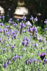 Fernleaf Lavender (Lavandula multifida) at A Very Successful Garden Center