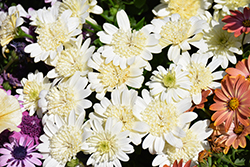 4D White African Daisy (Osteospermum 'KLEOE21634') at Lakeshore Garden Centres