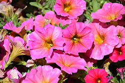 SuperCal Premium Sunray Pink Petchoa (Petchoa 'SAKPXC022') at A Very Successful Garden Center