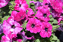 Headliner Electric Purple Sky Petunia (Petunia 'KLEPH20513') at A Very Successful Garden Center