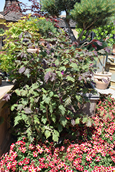 Burgundy Lace Filbert (Corylus avellana 'Burgundy Lace') at A Very Successful Garden Center