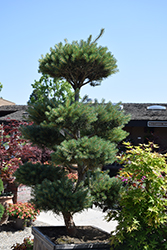 Bonna Scotch Pine (Pinus sylvestris 'Bonna') at A Very Successful Garden Center