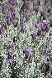 Silver Anouk Spanish Lavender (Lavandula stoechas 'Silver Anouk') at A Very Successful Garden Center