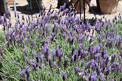 Dedication Spanish Lavender (Lavandula stoechas 'Dedication') at Stonegate Gardens