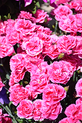 SuperTrouper Light Pink Carnation (Dianthus caryophyllus 'KLEDP19289') at Lakeshore Garden Centres