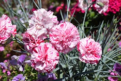 Cosmic Red Swirl Pinks (Dianthus 'Cosmic Red Swirl') at A Very Successful Garden Center