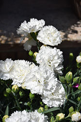 SuperTrouper White Carnation (Dianthus caryophyllus 'KLEDP18255') at A Very Successful Garden Center