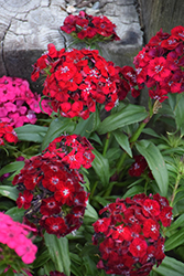 Sweet Red Sweet William (Dianthus barbatus 'PAS292338') at A Very Successful Garden Center