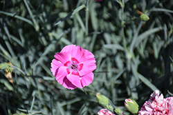 Mountain Frost Pink Carpet Pinks (Dianthus 'KonD1010K2') at A Very Successful Garden Center