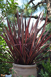 Tigre Red New Zealand Flax (Phormium 'Tigre Red') at A Very Successful Garden Center