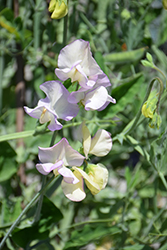 Old Spice Sweet Pea Mix (Lathyrus odoratus 'Old Spice Mix') at Lakeshore Garden Centres