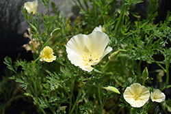 White California Poppy (Eschscholzia californica 'Alba') at A Very Successful Garden Center