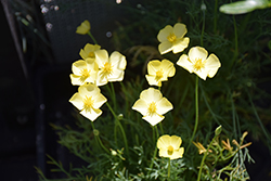 Tufted Poppy (Eschscholzia caespitosa) at A Very Successful Garden Center