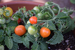 Kitchen Minis Siam Potted Tomato (Solanum lycopersicum 'Kitchen Minis Siam') at A Very Successful Garden Center