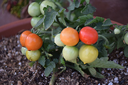 Kitchen Minis Red Velvet Tomato (Solanum lycopersicum 'Kitchen Minis Red Velvet') at A Very Successful Garden Center