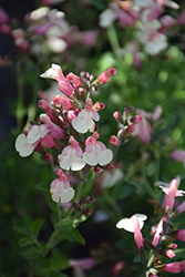 Mirage Soft Pink Autumn Sage (Salvia greggii 'Balmirsopin') at Stonegate Gardens