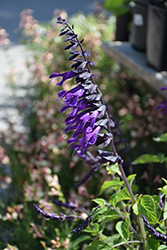 Friendship Sage (Salvia 'Amistad') at A Very Successful Garden Center