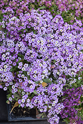 Clear Crystal Lavender Shades Sweet Alyssum (Lobularia maritima 'Clear Crystal Lavender Shades') at Lakeshore Garden Centres