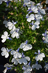Early Springs White Lobelia (Lobelia erinus 'KLELE12473') at A Very Successful Garden Center