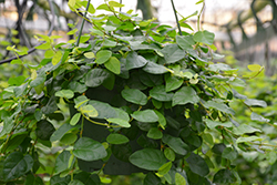 Creeping Fig (Ficus repens) at A Very Successful Garden Center