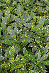 Gold Dust Variegated Croton (Codiaeum variegatum 'Gold Dust') at A Very Successful Garden Center