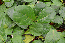 Bambino Dwarf Fiddle Leaf Fig (Ficus lyrata 'Bambino') at Golden Acre Home & Garden