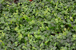 Creeping Fig (Ficus pumila) at A Very Successful Garden Center