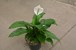 Sweet Dario Peace Lily (Spathiphyllum 'Sweet Dario') at A Very Successful Garden Center