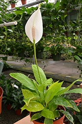 Golden Delicious Peace Lily (Spathiphyllum 'Golden Delicious') at A Very Successful Garden Center