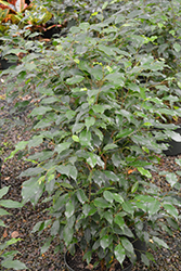 Weeping Fig (Ficus benjamina) at A Very Successful Garden Center