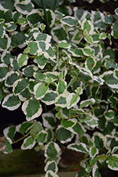Variegated Creeping Fig (Ficus pumila 'Variegata') at A Very Successful Garden Center