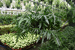 Kangaroo Fern (Microsorum diversifolium) at A Very Successful Garden Center
